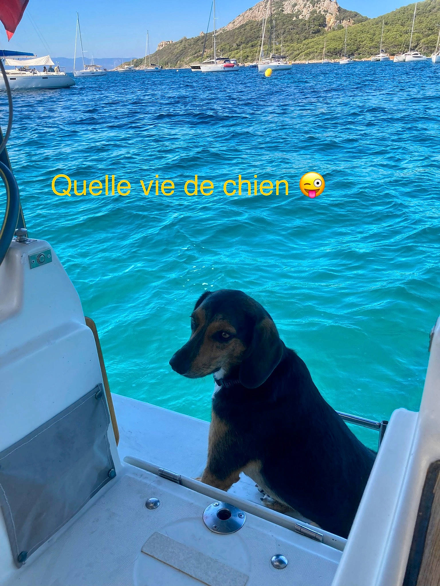Sury a rejoint le concours — aidez-le/la à gagner de superbes lots ! aqua, blue, boat, boats_and_boating_equipment_and_supplies, body_of_water, carnivore, companion_dog, dog, dog_breed, lake, leisure, mammal, naval_architecture, recreation, sky, travel, vehicle, vertebrate, water, watercraft