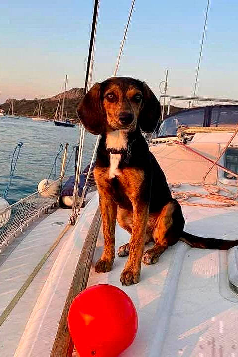 Sury a rejoint le concours — aidez-le/la à gagner de superbes lots ! boat, boats_and_boating_equipment_and_supplies, carnivore, collar, companion_dog, dog, dog_breed, door, liver, naval_architecture, personal_protective_equipment, pet_supply, recreation, sky, sporting_group, vehicle, water, water_transportation, watercraft, working_animal