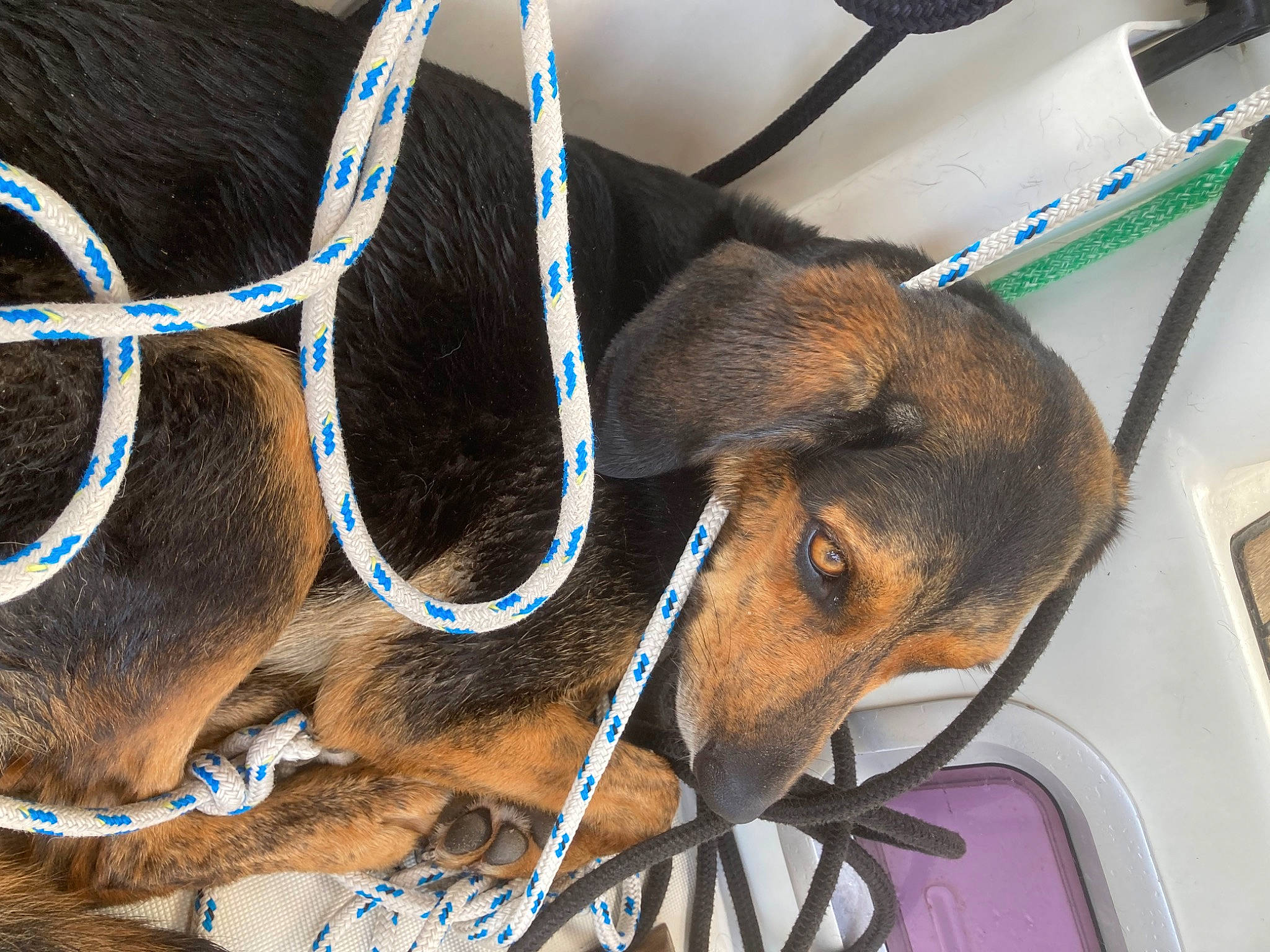 Sury participe au concours pour gagner de l'argent avec cette photo : animal_shelter, carnivore, collar, dog, dog_breed, dog_supply, ear, electric_blue, fawn, fur, leash, liver, mammal, pet_supply, snout, sporting_group, sunglasses, vertebrate, wire_fencing, working_animal