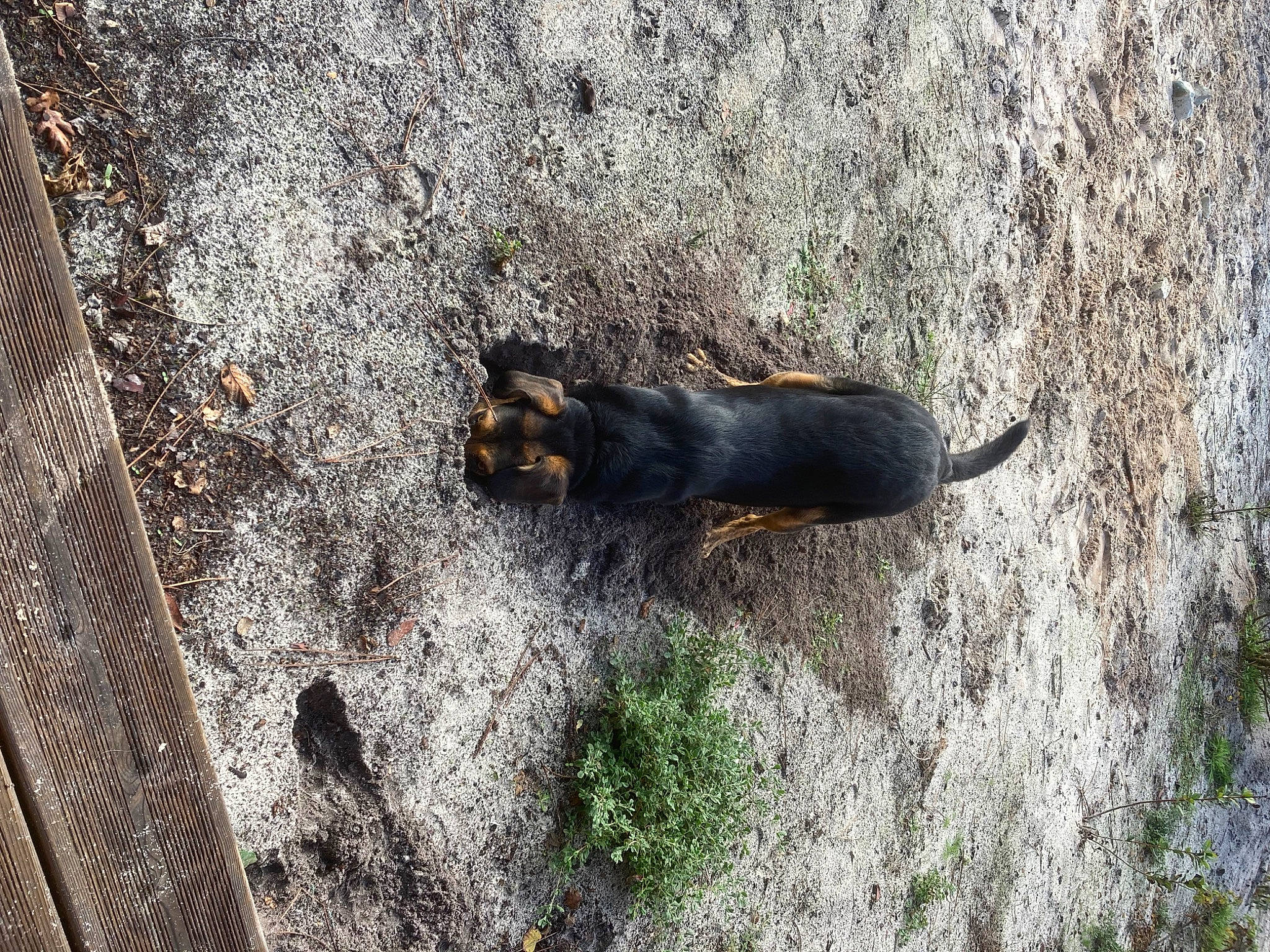 Sury participe au concours pour gagner de l'argent avec cette photo : asphalt, carnivore, dog_breed, felidae, fur, grass, grey, plant, road_surface, rock, shadow, small_to_medium_sized_cats, snout, soil, sporting_group, tail, terrestrial_animal, trunk, wildlife, wood