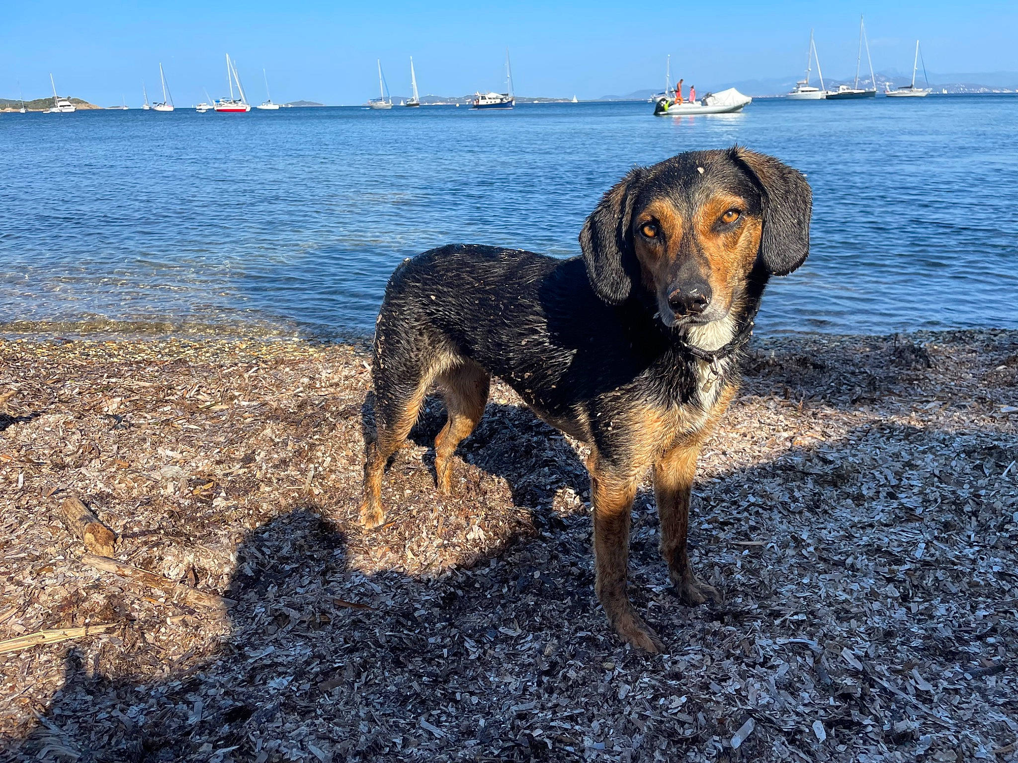 Sury participe au concours pour gagner de l'argent avec cette photo : beach, boat, canidae, carnivore, coast, dog, dog_breed, fawn, horizon, hunting_dog, lake, landscape, ocean, sea, sky, soil, sporting_group, water, working_animal, working_dog