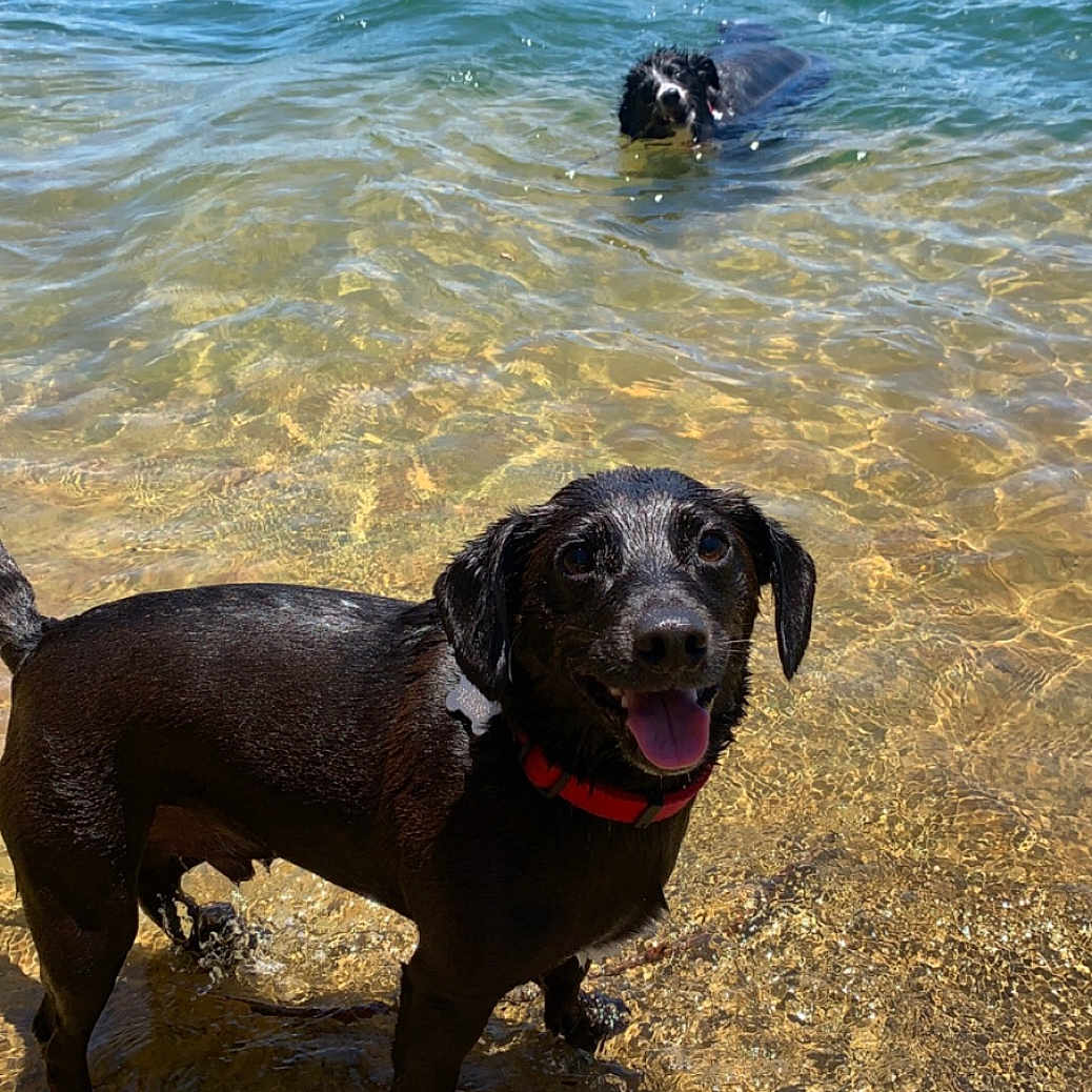 Buddy joined the competition — help win amazing prizes! animal, beach, bulldog, canine, coast, dog, hound, labradorretriever, lake, nature, outdoors, pet, pointer, pug, puppy, sea, shoreline, soil, summer, water