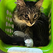 Nico joined the competition — help win amazing prizes! cat, tabby_cat, white_paws, green_basket, plastic_basket, wooden_floor, pet, animal, feline, curious, cozy, indoor, fur, whiskers, ears, tail, resting, cute, domestic_cat, looking
