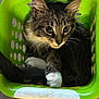 cat, tabby_cat, white_paws, green_basket, plastic_basket, wooden_floor, pet, animal, feline, curious, cozy, indoor, fur, whiskers, ears, tail, resting, cute, domestic_cat, looking