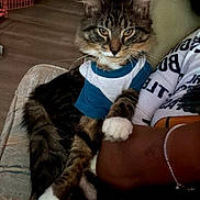 Nico is registered to the contest to win money with this photo: cat, tabby, shirt, indoor, couch, person, arm, fur, paw, resting, textile, sitting, cozy, feline, pet, animal, living_room, striped, whiskers, relaxed