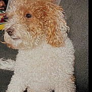 Bella Beauty joined the competition — help win amazing prizes! animal, brown_fur, canine, closeup, companion, couch, curious, curly_fur, cute, dog, domestic, fluffy, furniture, indoor, pet, portrait, relaxed, side_view, sitting, white_fur