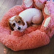 Bella Beauty is registered to the contest to win money with this photo: dog, curly_hair, pet_bed, pink, fluffy, cozy, wooden_floor, indoors, cute, resting, animal, small_dog, puppy, fur, looking_up, paw_shaped_bed, domestic_animal, relaxing, companion, snuggly
