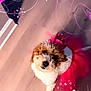 dog, poodle, tutu, pink, costume, curly_fur, pet, indoor, floor, playful, cute, dressed_up, fluffy, white, brown, adorable, headpiece, looking_up, decorations, heart_shapes