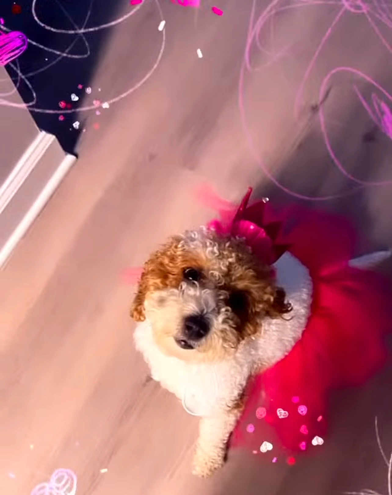 Bella Beauty joined the competition — help win amazing prizes! dog, poodle, tutu, pink, costume, curly_fur, pet, indoor, floor, playful, cute, dressed_up, fluffy, white, brown, adorable, headpiece, looking_up, decorations, heart_shapes