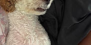 Bella Beauty is registered to the contest to win money with this photo: dog, sleeping, curly_fur, bed, blanket, resting, pet, cute, close_up, indoor, cozy, relaxed, animal, fur, mouth, nose, paw, white, brown, small_dog