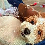 Bella Beauty joined the competition — help win amazing prizes! dog, curly_fur, pet, indoor, person, legs, socks, couch, relaxation, cozy, sparkles, closeup, brown_fur, white_fur, denim, buttons, floor, toy, blurred_background, casual