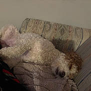 Bella Beauty joined the competition — help win amazing prizes! dog, curly_hair, sleeping, couch, blanket, indoor, pet, relaxed, furniture, cozy, resting, canine, fur, home, laying_down, comfort, mammal, domestic_animal, curled_up, nap