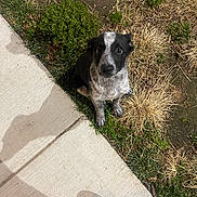 Daisy is registered to the contest to win money with this photo: dog, puppy, grass, sidewalk, outdoor, black_and_white, curious, pet, animal, young_dog, footwear, colorful, nature, ground, small, sitting, looking_up, daylight, closeup, cute