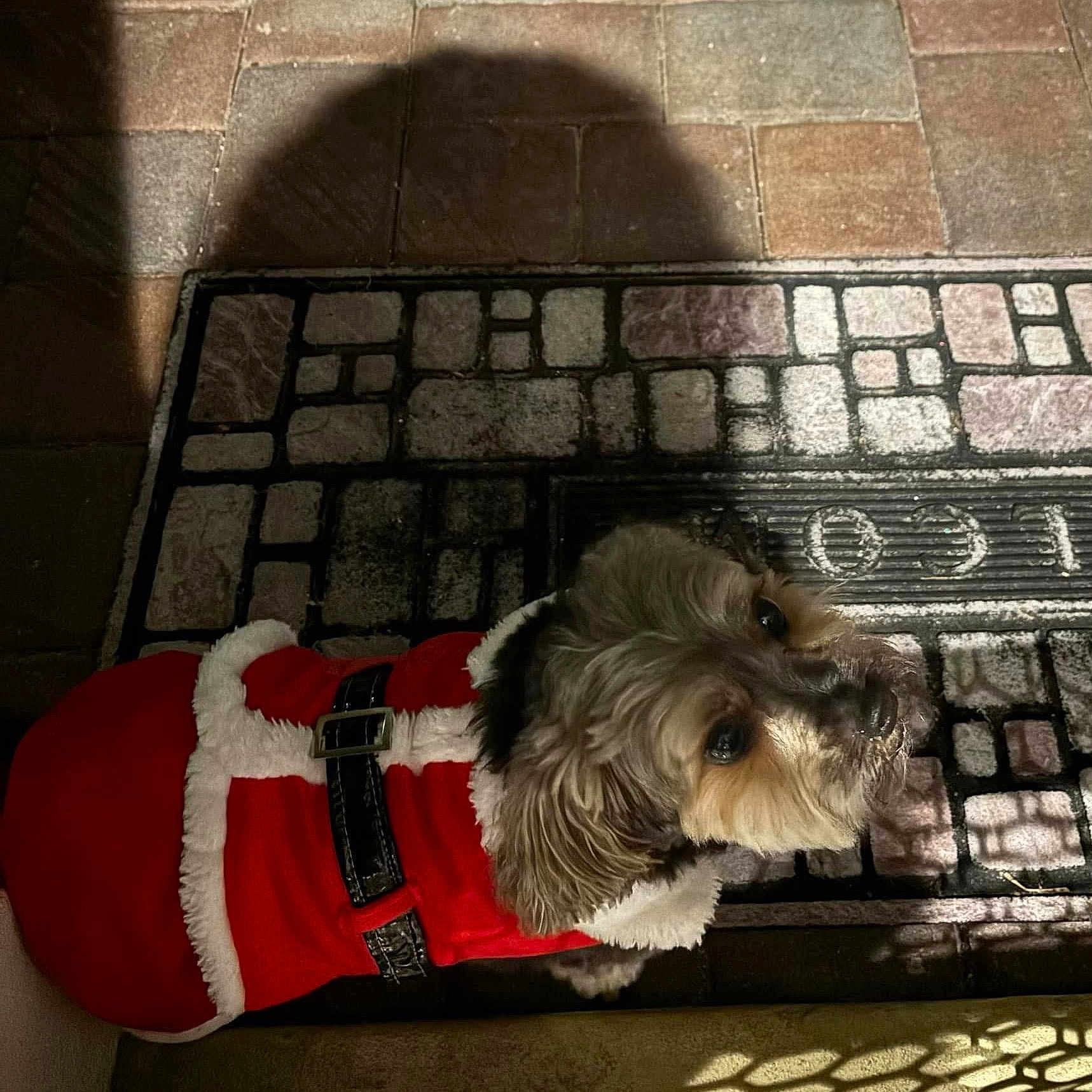 Bandit joined the competition — help win amazing prizes! affenpinscher, animal, ball, canine, dog, dogbed, doormat, football, mat, pet, poodle, puppy, soccer, soccerball, sport, terrier, tile, whitedog