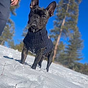 Benjamin joined the competition — help win amazing prizes! dog, french_bulldog, snow, sweater, outdoor, winter, blue_sky, trees, animal, pet, canine, nature, cold, daylight, portrait, standing, fur, ears, cute, mammal
