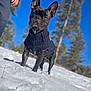 dog, french_bulldog, snow, sweater, outdoor, winter, blue_sky, trees, animal, pet, canine, nature, cold, daylight, portrait, standing, fur, ears, cute, mammal