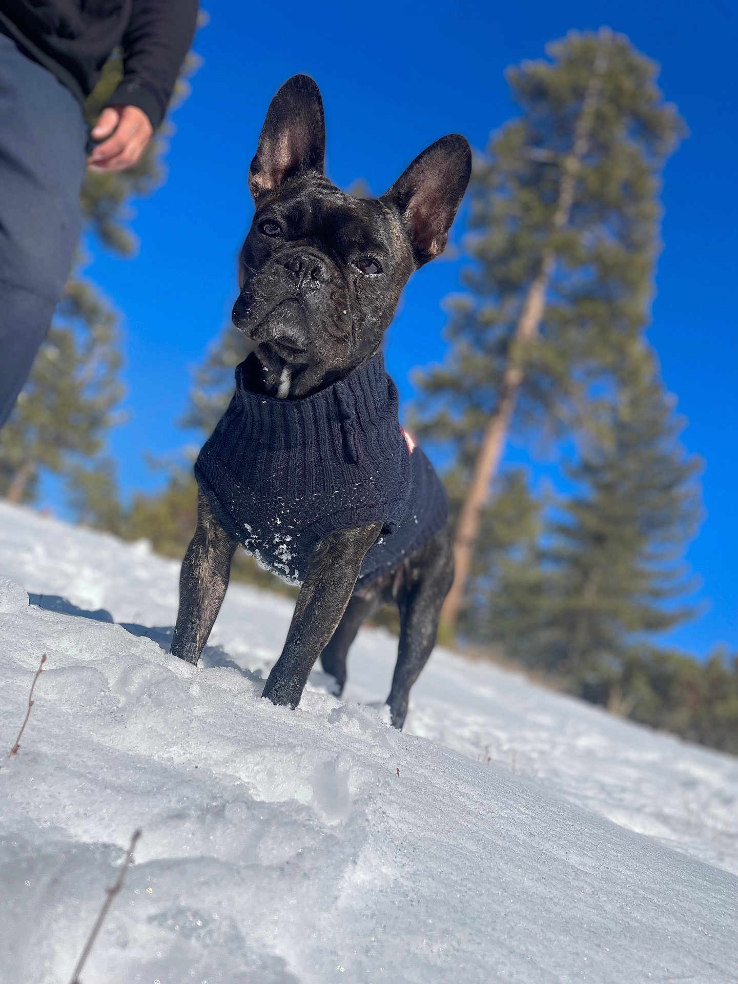 Benjamin joined the competition — help win amazing prizes! dog, french_bulldog, snow, sweater, outdoor, winter, blue_sky, trees, animal, pet, canine, nature, cold, daylight, portrait, standing, fur, ears, cute, mammal