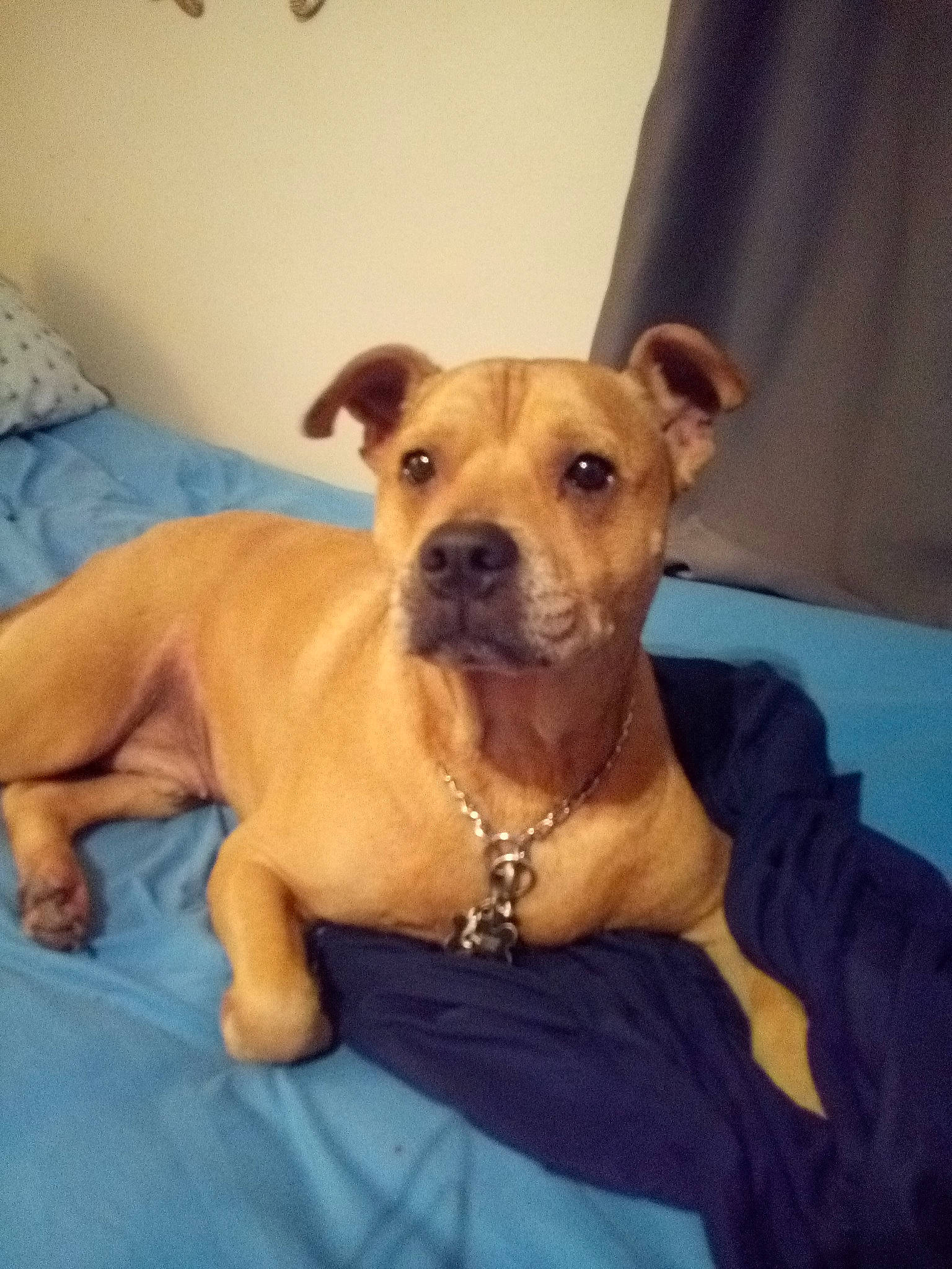 Abel joined the competition — help win amazing prizes! american_pit_bull_terrier, american_staffordshire_terrier, canidae, carnivore, companion_dog, dog, dog_breed, fawn, mammal, non_sporting_group, perro_de_presa_mallorquin, pit_bull, puppy, rare_breed_dog, snout, sporting_group, staffordshire_bull_terrier, vertebrate