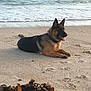 animal, beach, canine, coast, collar, dog, german_shepherd, lying_down, nature, ocean, outdoor, pet, relaxing, sand, seaweed, shore, sunlight, tongue_out, water, waves