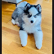 Athèna a rejoint le concours — aidez-le/la à gagner de superbes lots ! animal, blanket, blue_eyes, couch, cute, dog, domestic_animal, fluffy, fur, home, indoor, living_room, pet, plush_toy, puppy, relaxed, sitting, small_dog, wooden_floor, young_dog