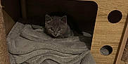 Abby participe au concours pour gagner de l'argent avec cette photo : kitten, gray_cat, wooden_cubby, blanket, pet, indoor, curious, cozy, animal, feline, small, cute, resting, fur, ears, eyes, floor, home, cage, shelter