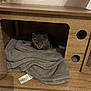 kitten, gray_cat, wooden_cubby, blanket, pet, indoor, curious, cozy, animal, feline, small, cute, resting, fur, ears, eyes, floor, home, cage, shelter