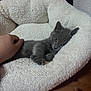 Abby a rejoint le concours — aidez-le/la à gagner de superbes lots ! kitten, cat, pet_bed, gray_cat, fluffy, cozy, hand, wooden_floor, indoor, relaxed, cute, animal, feline, resting, soft_texture, domestic_pet, sleepy, young_cat, comfort, nest
