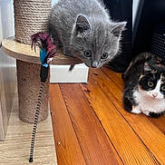Abby participe au concours pour gagner de l'argent avec cette photo : kitten, cat, scratching_post, feather_toy, wooden_floor, indoor, curious, playful, gray_cat, calico_cat, pet, feline, fur, whiskers, ears, animal, cute, young, floor, toy