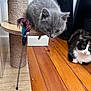 kitten, cat, scratching_post, feather_toy, wooden_floor, indoor, curious, playful, gray_cat, calico_cat, pet, feline, fur, whiskers, ears, animal, cute, young, floor, toy