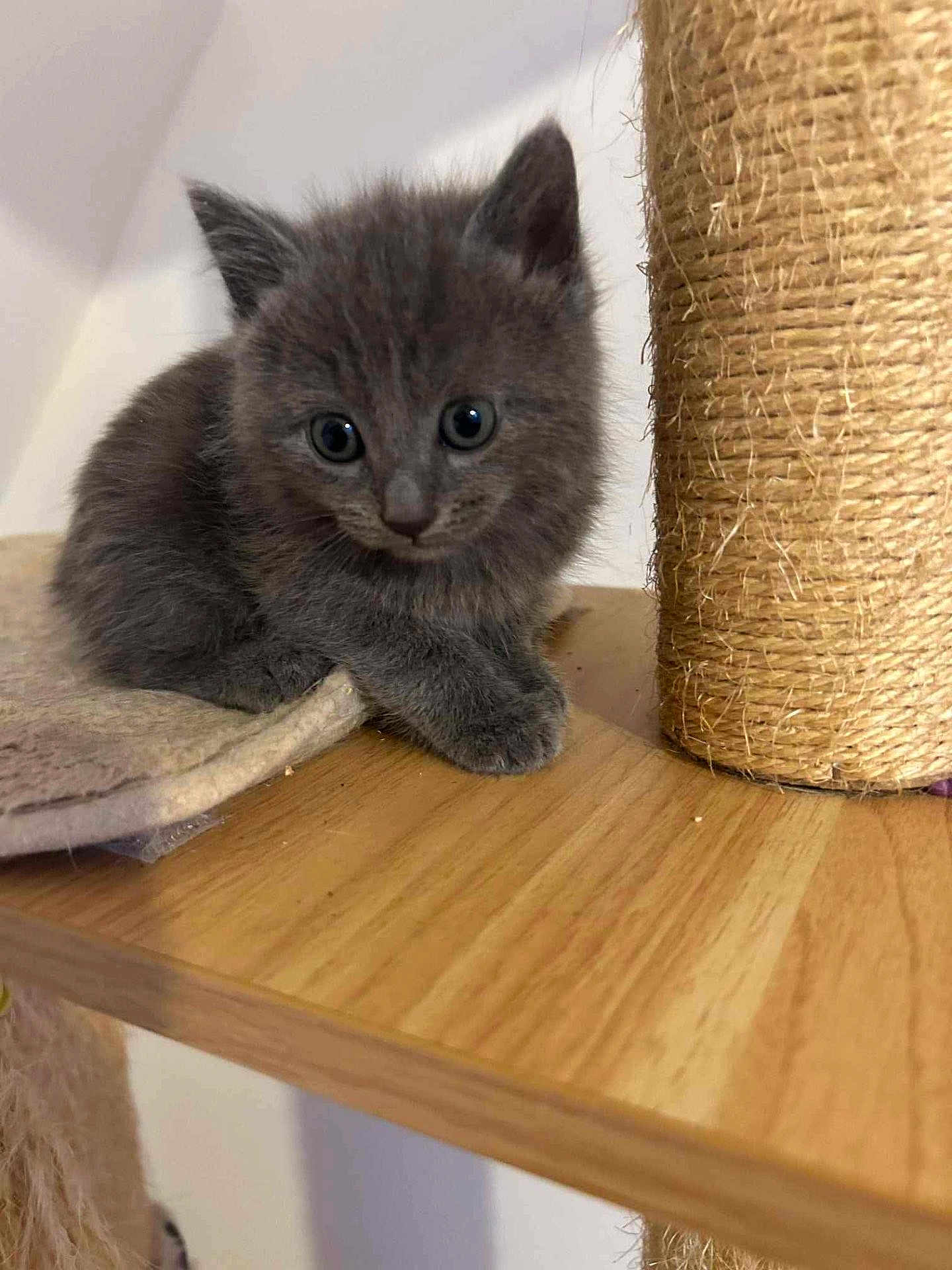 Abby participe au concours pour gagner de l'argent avec cette photo : kitten, gray_cat, pet, indoor, wooden_platform, scratching_post, fur, animal, cute, small, young, feline, whiskers, ears, eyes, paws, curious, sitting, closeup, household