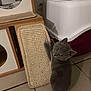 Abby a rejoint le concours — aidez-le/la à gagner de superbes lots ! kitten, cat, scratching_pad, indoor, floor_tile, pet, gray_cat, furniture, cat_house, pet_accessory, curious, looking_up, small_animal, cute, playful, home, domestic, animal, feline, scratching