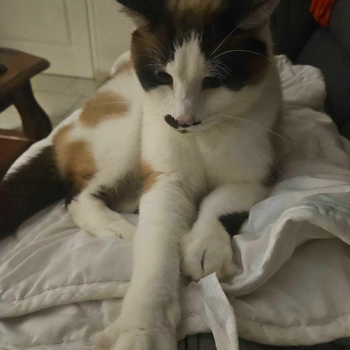 Réglisse a rejoint le concours — aidez-le/la à gagner de superbes lots ! animal, bed, bedroom, blanket, canine, cat, chair, couch, cushion, dog, furniture, homedecor, indoors, interiordesign, kitten, person, pet, quilt, room, sleeping