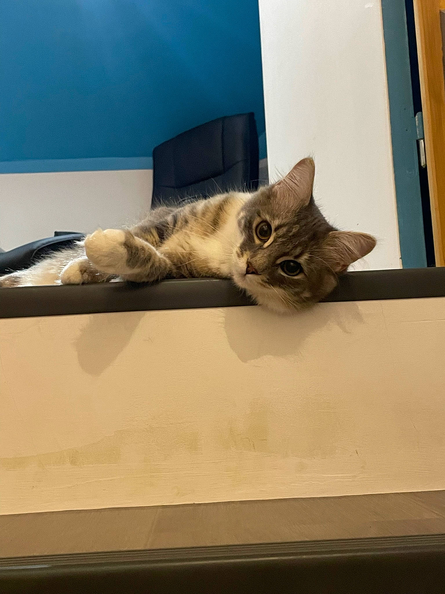 Taïa participe au concours pour gagner de l'argent avec cette photo : bed, cardboard, carnivore, cat, comfort, couch, domestic_short_haired_cat, felidae, fur, hardwood, paw, room, small_to_medium_sized_cats, tail, whiskers, window, wood