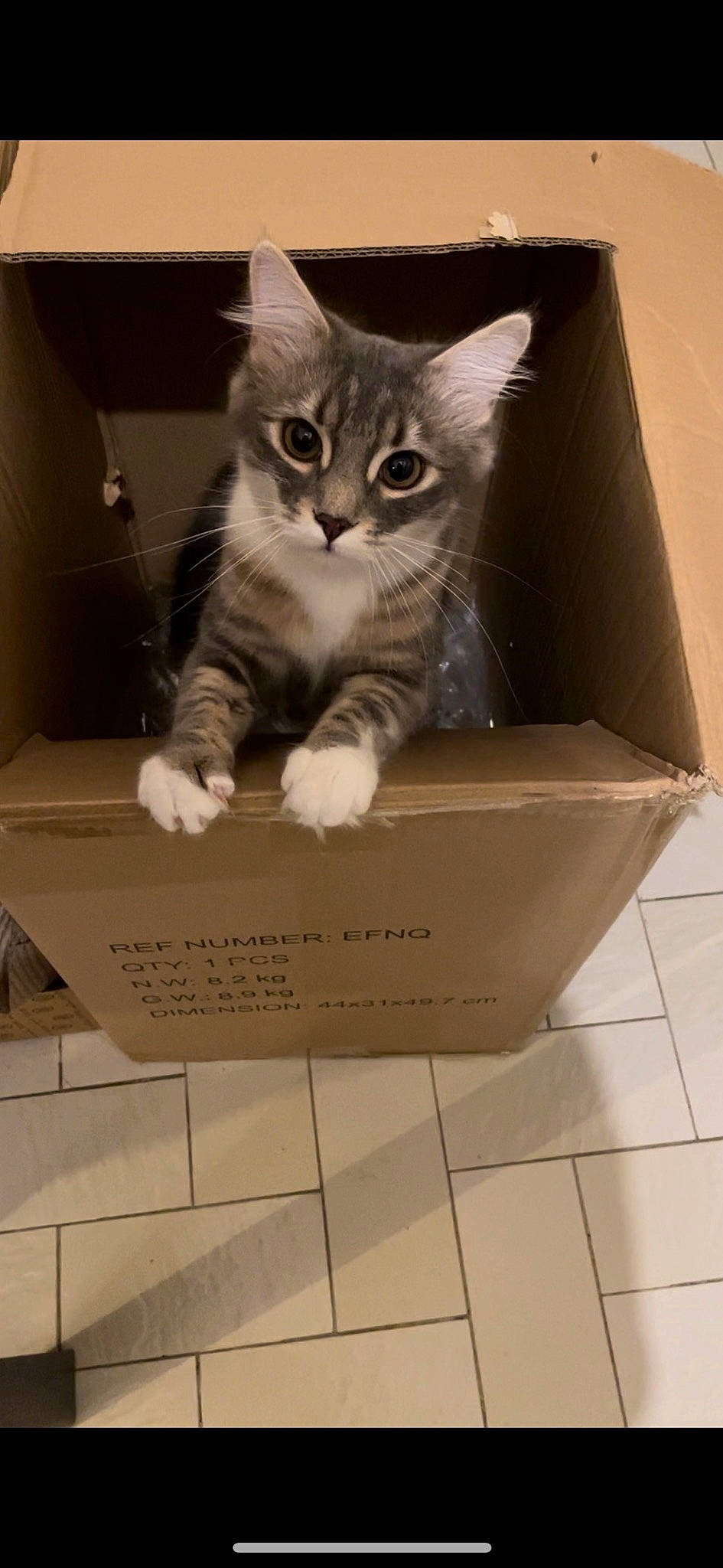 Taïa a rejoint le concours — aidez-le/la à gagner de superbes lots ! box, cardboard, carnivore, carton, cat, domestic_short_haired_cat, felidae, flooring, fur, packaging_and_labeling, packing_materials, paper_product, paw, pet_supply, rectangle, service, shipping_box, small_to_medium_sized_cats, tile_flooring, whiskers