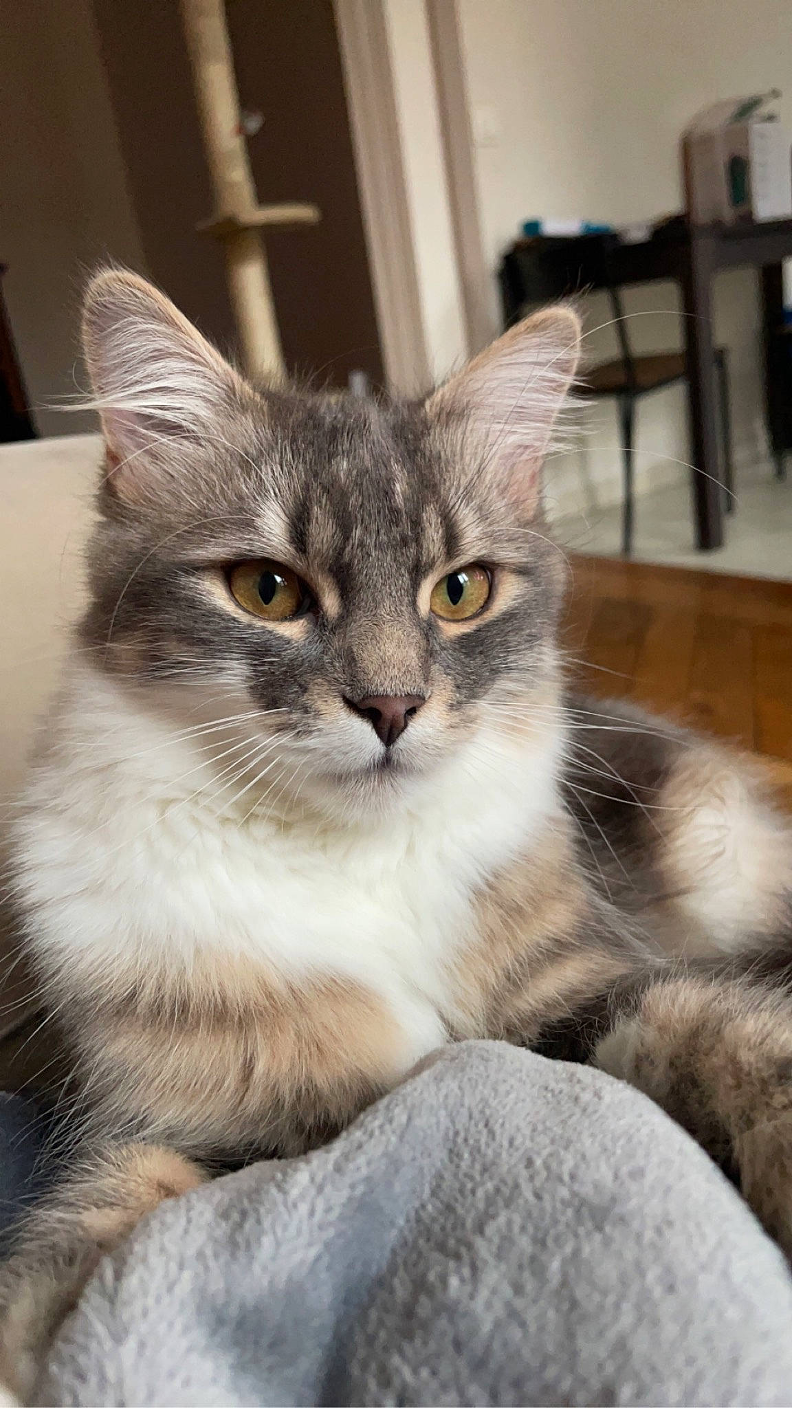 Taïa a rejoint le concours — aidez-le/la à gagner de superbes lots ! box, carnivore, cat, claw, domestic_short_haired_cat, door, fawn, felidae, fur, grey, paw, sitting, small_to_medium_sized_cats, snout, tail, terrestrial_animal, whiskers, wildlife, window