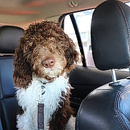 Ollie joined the competition — help win amazing prizes! dog, curly_fur, brown, white, pet, car_interior, leather_seat, backseat, window, collar, leash, animal, cute, domestic_animal, fur, sitting, indoors, vehicle, companion, portrait