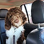 dog, curly_fur, brown, white, pet, car_interior, leather_seat, backseat, window, collar, leash, animal, cute, domestic_animal, fur, sitting, indoors, vehicle, companion, portrait