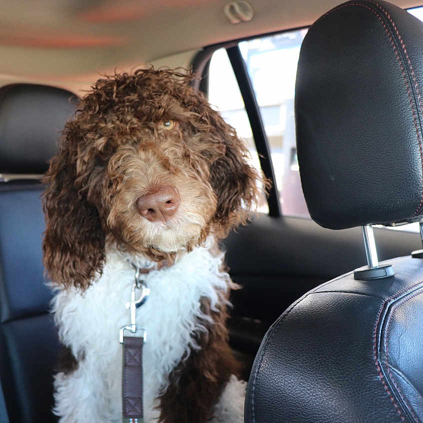 Ollie joined the competition — help win amazing prizes! animal, backseat, brown, car_interior, collar, companion, curly_fur, cute, dog, domestic_animal, fur, indoors, leash, leather_seat, pet, portrait, sitting, vehicle, white, window