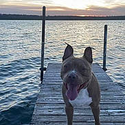 Calie joined the competition — help win amazing prizes! animal, animal_portrait, canine, dock, dog, evening, happy, lake, nature, outdoor, pet, pier, relaxing, scenic, sky, smiling, sunset, tongue_out, water, wood