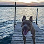animal, animal_portrait, canine, dock, dog, evening, happy, lake, nature, outdoor, pet, pier, relaxing, scenic, sky, smiling, sunset, tongue_out, water, wood