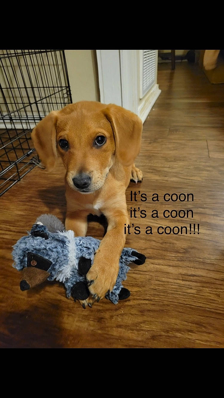 Champ is registered to the contest to win money with this photo: carnivore, collar, companion_dog, dog, dog_breed, dog_supply, floor, flooring, hardwood, liver, paw, pet_supply, plank, snout, tail, varnish, whiskers, wood, wood_stain, working_animal