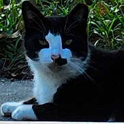 Tobie is registered to the contest to win money with this photo: cat, black_and_white, tuxedo_cat, animal, pet, feline, whiskers, ears, eyes, paws, fur, lying_down, outdoor, garden, grass, plants, close_up, portrait, alert, relaxed