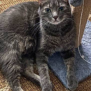 Freddy joined the competition — help win amazing prizes! cat, gray_tabby, pet, animal, feline, whiskers, ears, green_eyes, scratching_post, carpet, fur, paw, toy, indoor, relaxed, resting, cute, domestic_cat, looking_at_camera, close_up