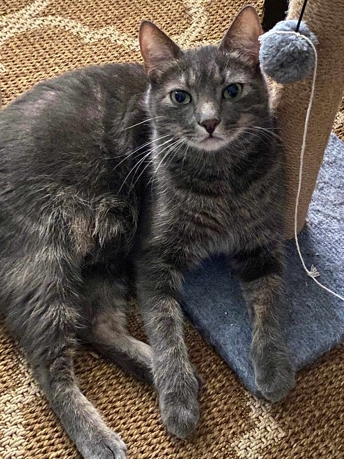 Freddy joined the competition — help win amazing prizes! cat, gray_tabby, pet, animal, feline, whiskers, ears, green_eyes, scratching_post, carpet, fur, paw, toy, indoor, relaxed, resting, cute, domestic_cat, looking_at_camera, close_up