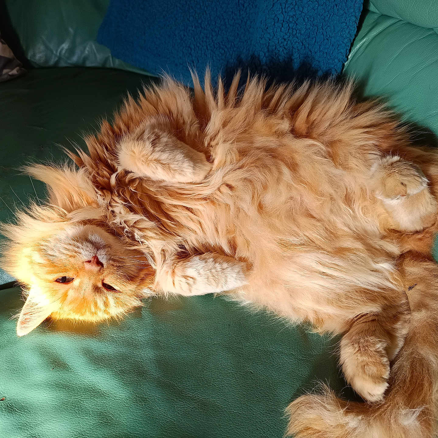 Kiss participe au concours pour gagner de l'argent avec cette photo : angora, animal, architecture, armchair, building, cat, chair, couch, cushion, furniture, hardwood, homedecor, indoors, kitten, livingroom, manx, person, pet, room, wood