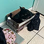 Moonlight is registered to the contest to win money with this photo: cat, black_cat, cardboard_box, snickers_box, floor_tiles, blanket, clothing, indoor, pet, feline, whiskers, tail, relaxed, home, wall, door, casual, messy, resting, domestic