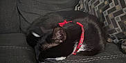 Moonlight joined the competition — help win amazing prizes! cat, black_cat, sleeping, collar, red, bow, couch, sofa, furniture, indoor, pet, animal, resting, cozy, fur, whiskers, pillow, patterned_pillow, domestic_cat, quiet