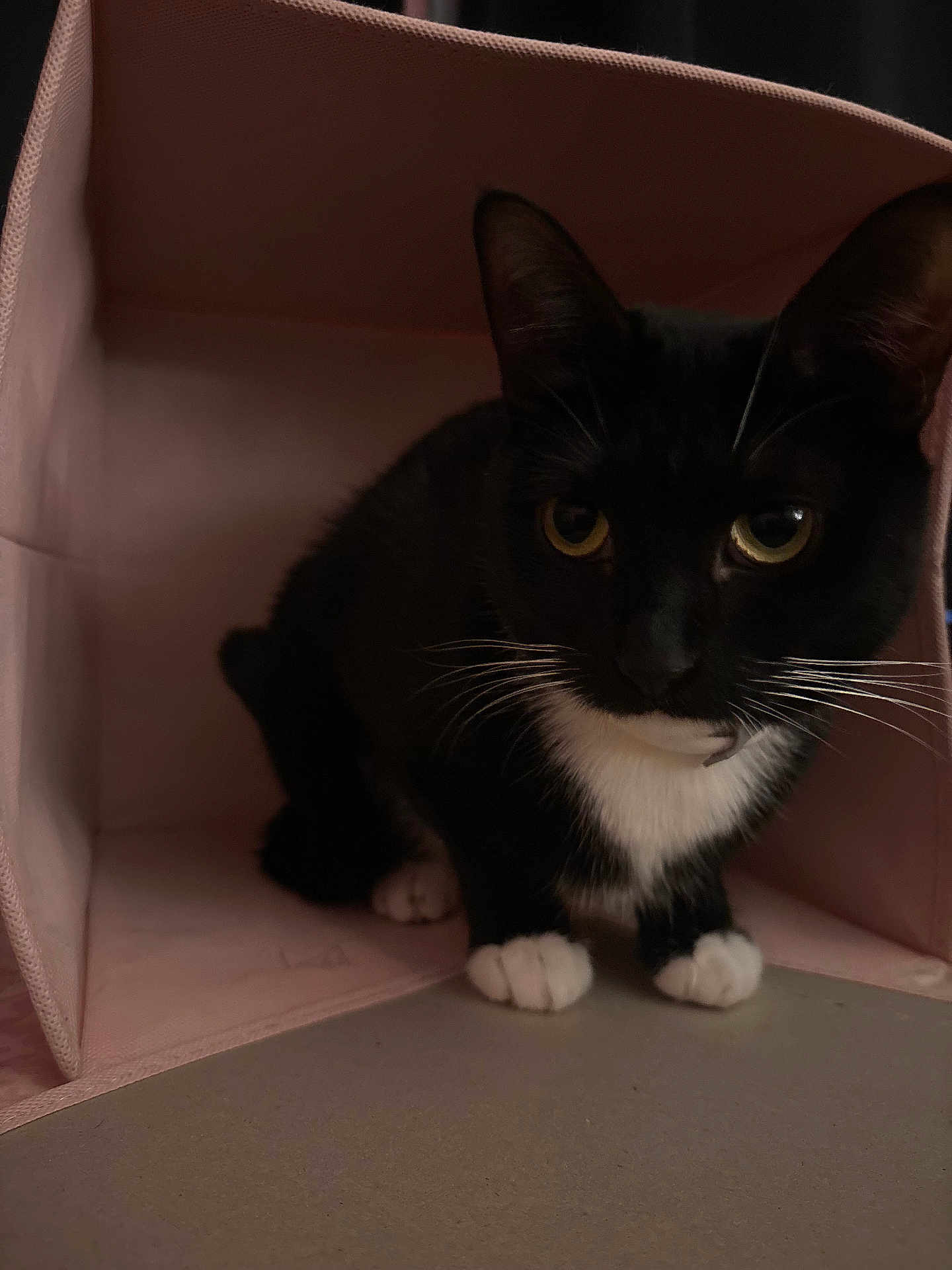 Moonlight is registered to the contest to win money with this photo: cat, tuxedo_cat, black_and_white, pet, animal, indoor, cozy, box, curious, paws, whiskers, pink, fabric, cute, feline, eyes, closeup, sitting, soft, resting