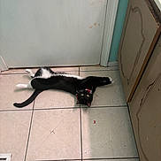 Moonlight is registered to the contest to win money with this photo: cat, black_and_white, tile_floor, door, cabinet, indoor, pet, collar, curious, lying_down, floor, animal, domestic, feline, resting, home, upside_down, relaxed, eyes, whiskers