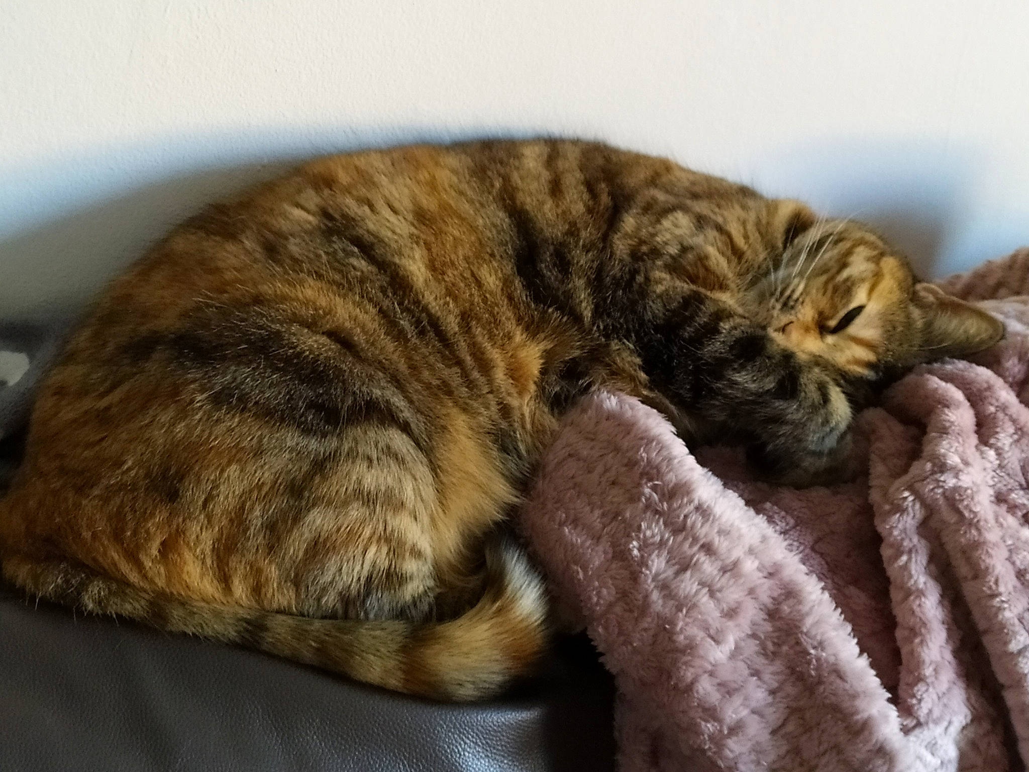 Olly participe au concours pour gagner de l'argent avec cette photo : carnivore, cat, domestic_short_haired_cat, dragon_li, european_shorthair, fawn, felidae, fur, nap, sleep, small_to_medium_sized_cats, tabby_cat, tail, whiskers